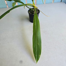 Load image into Gallery viewer, #R39 Philodendron Bonifaziae