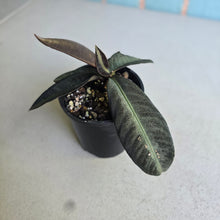 Load image into Gallery viewer, #RD43 Labisia Sp.