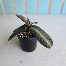Load image into Gallery viewer, #RD43 Labisia Sp.