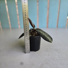 Load image into Gallery viewer, #RD43 Labisia Sp.