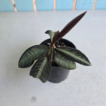 Load image into Gallery viewer, #RD43 Labisia Sp.