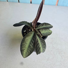 Load image into Gallery viewer, #RD43 Labisia Sp.