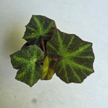 Load image into Gallery viewer, #R28 Begonia Solimutata