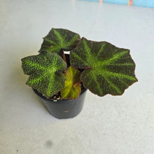 Load image into Gallery viewer, #R28 Begonia Solimutata