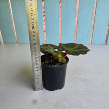 Load image into Gallery viewer, #R28 Begonia Solimutata