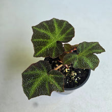 Load image into Gallery viewer, #R28 Begonia Solimutata