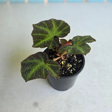 Load image into Gallery viewer, #R28 Begonia Solimutata