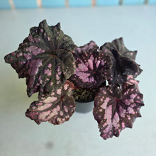 Load image into Gallery viewer, #RA20 Begonia Unknown