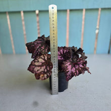 Load image into Gallery viewer, #RA20 Begonia Unknown