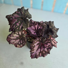 Load image into Gallery viewer, #RA20 Begonia Unknown