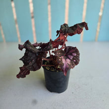 Load image into Gallery viewer, #RA20 Begonia Unknown