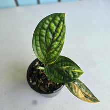 Load image into Gallery viewer, #R491 Variegated Monstera Peru
