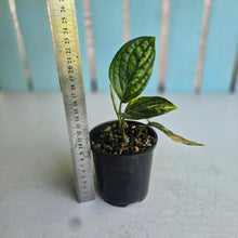 Load image into Gallery viewer, #R491 Variegated Monstera Peru