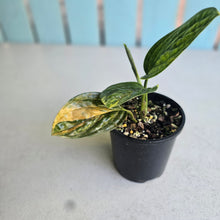 Load image into Gallery viewer, #R491 Variegated Monstera Peru