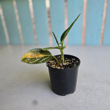 Load image into Gallery viewer, #R491 Variegated Monstera Peru