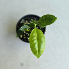Load image into Gallery viewer, #RB3 Anthurium Punctatum Seedling