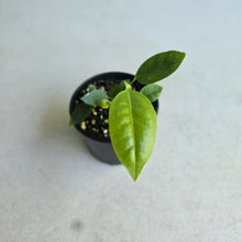 Load image into Gallery viewer, #RB3 Anthurium Punctatum Seedling
