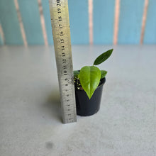 Load image into Gallery viewer, #RB3 Anthurium Punctatum Seedling