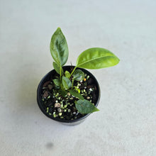 Load image into Gallery viewer, #RB3 Anthurium Punctatum Seedling