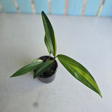 Load image into Gallery viewer, #RJ Variegated Epipremnum Amplissimum