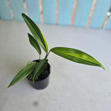 Load image into Gallery viewer, #RJ Variegated Epipremnum Amplissimum