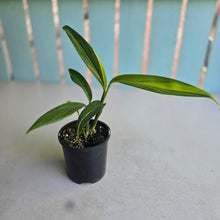 Load image into Gallery viewer, #RJ Variegated Epipremnum Amplissimum