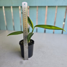 Load image into Gallery viewer, #RJ Variegated Epipremnum Amplissimum