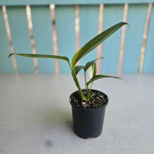 Load image into Gallery viewer, #RJ Variegated Epipremnum Amplissimum