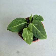 Load image into Gallery viewer, #RD11 Anthurium Villenaorum Seedling