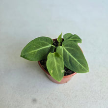 Load image into Gallery viewer, #RD11 Anthurium Villenaorum Seedling