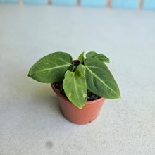 Load image into Gallery viewer, #RD11 Anthurium Villenaorum Seedling