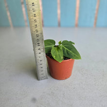 Load image into Gallery viewer, #RD11 Anthurium Villenaorum Seedling