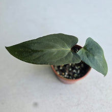 Load image into Gallery viewer, #R400 Anthurium NOID x Warocqueanum