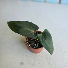 Load image into Gallery viewer, #R400 Anthurium NOID x Warocqueanum