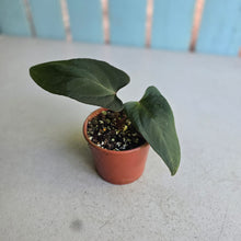 Load image into Gallery viewer, #R400 Anthurium NOID x Warocqueanum