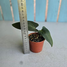 Load image into Gallery viewer, #R400 Anthurium NOID x Warocqueanum