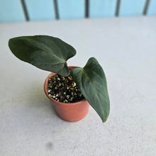Load image into Gallery viewer, #R400 Anthurium NOID x Warocqueanum