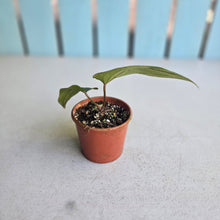 Load image into Gallery viewer, #R400 Anthurium NOID x Warocqueanum