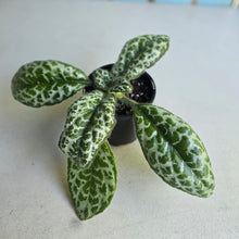 Load image into Gallery viewer, #RD24 Primulina Dryas