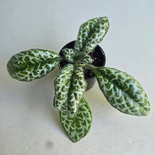 Load image into Gallery viewer, #RD24 Primulina Dryas
