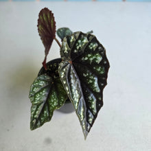 Load image into Gallery viewer, #R30 Begonia Handelii var Prostrata