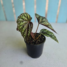 Load image into Gallery viewer, #R30 Begonia Handelii var Prostrata
