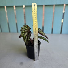 Load image into Gallery viewer, #R30 Begonia Handelii var Prostrata