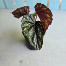 Load image into Gallery viewer, #R30 Begonia Handelii var Prostrata