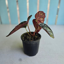 Load image into Gallery viewer, #R30 Begonia Handelii var Prostrata
