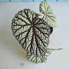 Load image into Gallery viewer, #RB23 Begonia Unknown