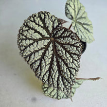 Load image into Gallery viewer, #RB23 Begonia Unknown