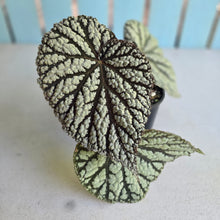Load image into Gallery viewer, #RB23 Begonia Unknown