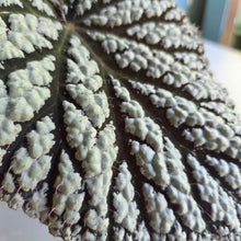 Load image into Gallery viewer, #RB23 Begonia Unknown