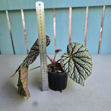 Load image into Gallery viewer, #RB23 Begonia Unknown